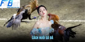 CÁCH NUÔI GÀ ĐÁ FABET - BÍ QUYẾT CHĂM SÓC CHIẾN KÊ TOÀN DIỆN