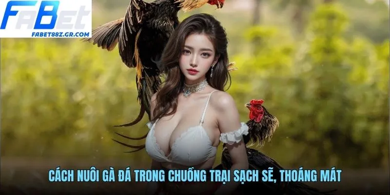 Cách nuôi gà đá trong chuồng trại sạch sẽ, thoáng mát