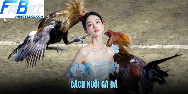 CÁCH NUÔI GÀ ĐÁ FABET - BÍ QUYẾT CHĂM SÓC CHIẾN KÊ TOÀN DIỆN