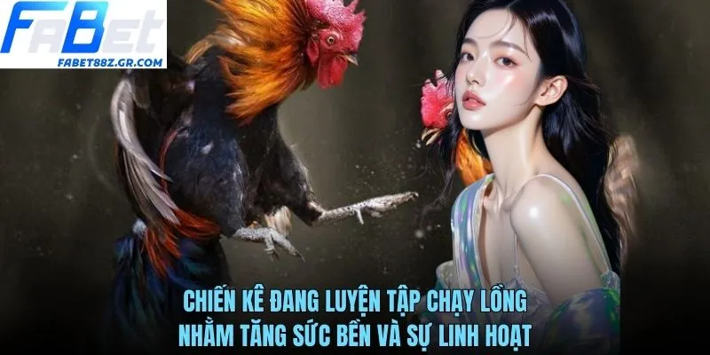 Chiến kê đang luyện tập chạy lồng nhằm tăng sức bền và sự linh hoạt