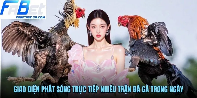 Giao diện phát sóng trực tiếp nhiều trận đá gà trong ngày
