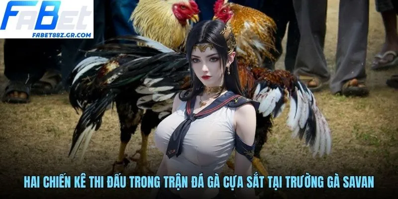Hai chiến kê thi đấu trong trận đá gà cựa sắt tại trường gà Savan