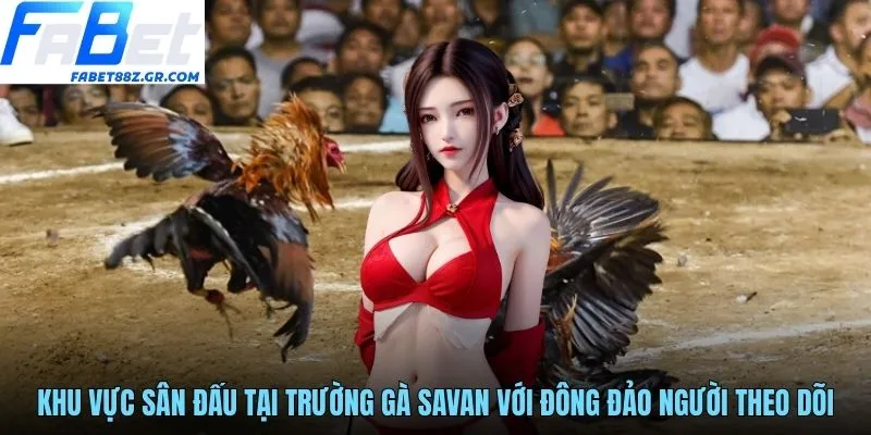 Khu vực sân đấu tại trường gà Savan với đông đảo người theo dõi