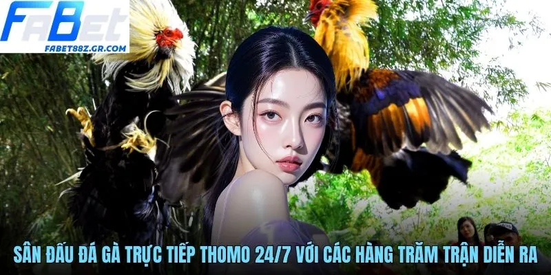Sân đấu đá gà trực tiếp Thomo 24/7 với các hàng trăm trận diễn ra
